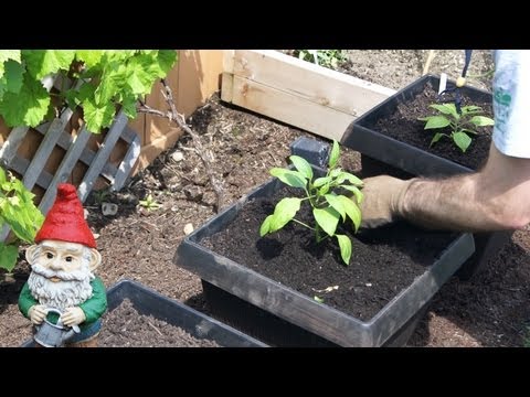 how to transplant chilli seedlings
