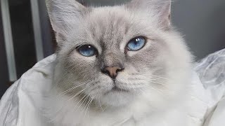 Birman Cat Charlie is Really Curious