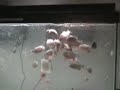 piranhas - 30 super reds vs a mouse piranhas - 30 super reds vs a mouse