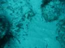 buceo en tarifa 3 buceo en tarifa 3