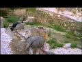 Music of Epirus - Delvina me Camerine