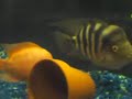 Rose Queen and Barred Midas PAIR of Cichlids 2