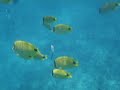 SNORKLING w/ DOLPHNS, SEA TURTLES (Robb & Bry, Hawaii #1/5)