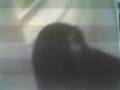 videos de feryonce y shandrea