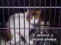 Almost Home Humane Society in Lafayette, Indiana 30 second P