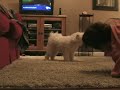 freddies-new-trick.html