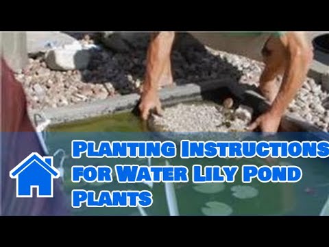 how to care water lily