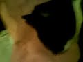 Gato nahualt con un elfo