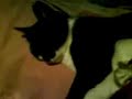 Gato nahualt con un elfo