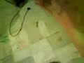 Gato nahualt con un elfo