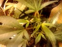 Cuarto de marihuana / Blue cheese Cuarto de marihuana / Blue cheese