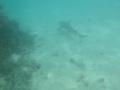 Black tip reef shark and Titan triggerfish