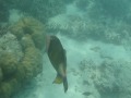 Black Tip Reef Shark And Titan Triggerfish
