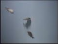 www.laserlure.com red fish at sea wold chasing laser dot from laser pointer