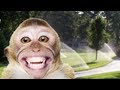 A Monkey And A Sprinkler
