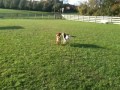 German Shepherd Puppies playing in park