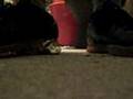 videos de Puma vs. cake