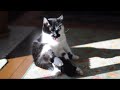 Nikon D90  Cat Ikura?[720p HD]