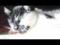 Nikon D90 Cat Ikura　[720p HD]