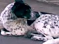 [ENTREVISTA 1] Vagancia perruna