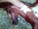 Halter Making