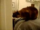 Monkey on my back