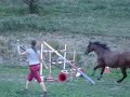 my horse jumping  4.6 ft (1.4m)