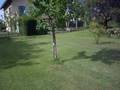 Piktor Miwi In My Garden