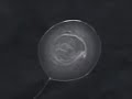 Surface tension of water in microgravity 3