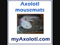 Buy Axolotl keyrings, mousemats, mugs, fridgemagnets - myAxolotl.com Buy Axolotl keyrings, mousemats, mugs, fridgemagnets - myAxolotl.com