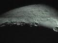 New Moon footage - Close up and personal