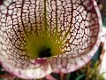 Sarracenia Leucophylla che pranza ^^ Sarracenia Leucophylla che pranza ^^