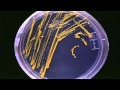 Potential Super Dangerous Bird Flu Research Halted by Scientists - Report
