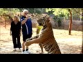 Our visit to the Tiger Temple near Bangkok