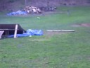 Fast Buggy, Jumps Great