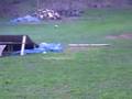 Fast Buggy, Jumps Great