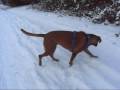 videos de Cassius im Schnee Jan 2009