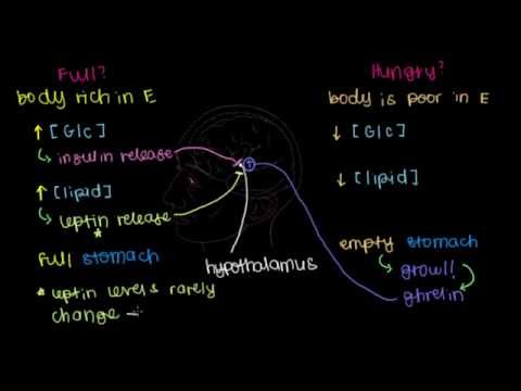 how to control ghrelin and leptin