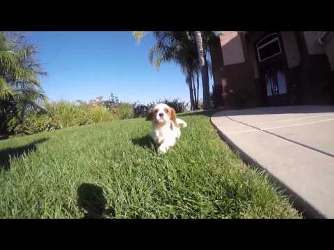 Super Nice Blenheim Cavalier Female Puppy SD, CA