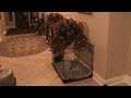 20091126192218.mpg