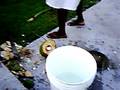 Harvesting coconut water