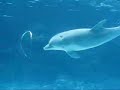 Dolphin Play Bubble Rings Beautiful Peaceful Relaxing