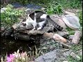 Kitty gets a drink