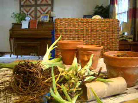 how to care aloe vera plant