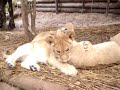 Seaview Lion Park, the six three month old cubs Seaview Lion Park, the six three month old cubs