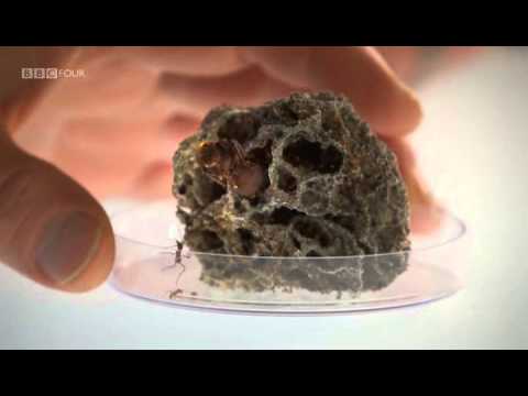 Planet Ant - Life Inside The Colony - BBC