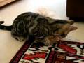 Zoe and Wilbur fighting