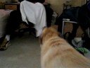 Hambone After A Bath