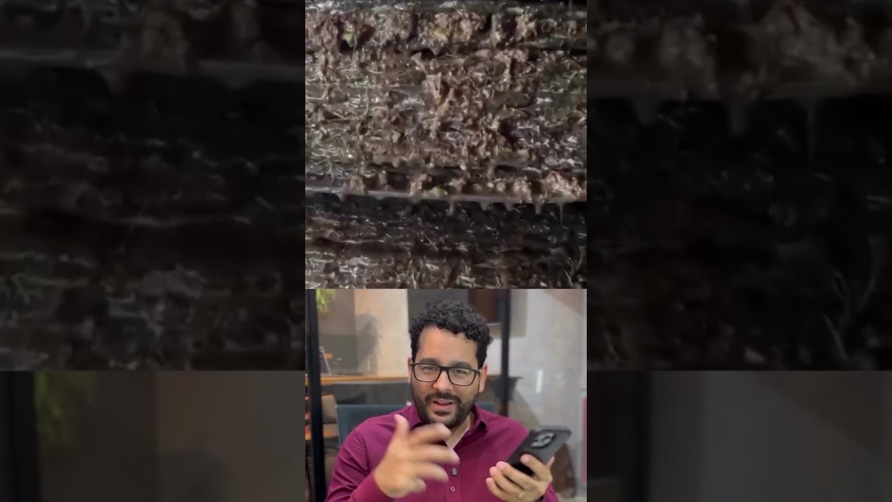 Então é ASSIM que a azeitona vira AZEITE? 👀 #shorts #azeite #agro