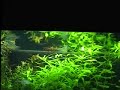 New tank JUWEL High-Lite RIO 180